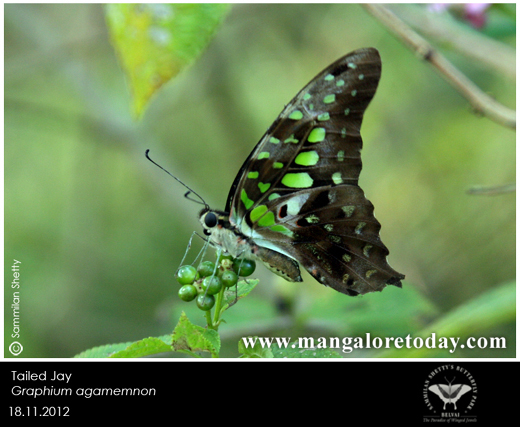 butterfly park belvai, Mangalore